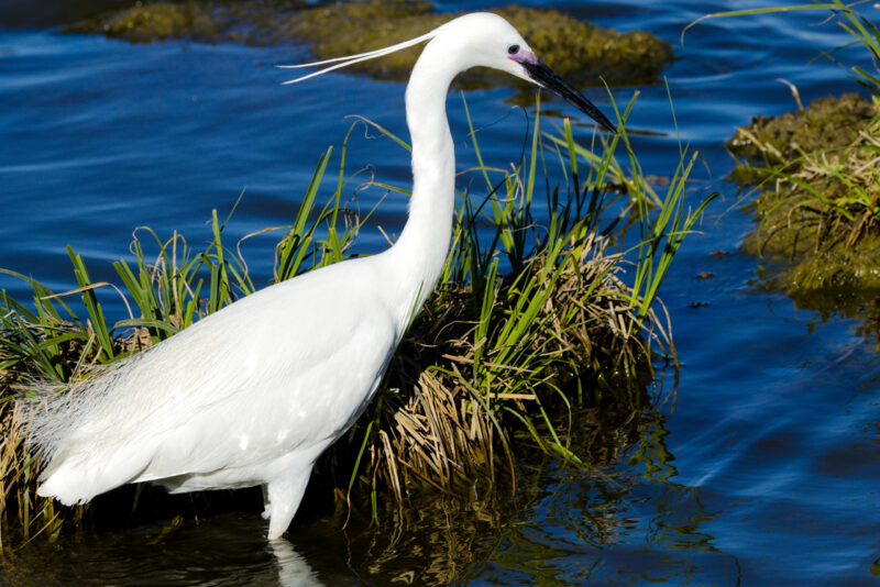 Aigrette garzette